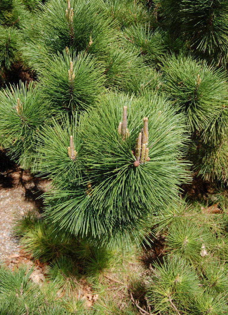 Thunderhead Japanese Black Pine - Vinland Valley Nursery