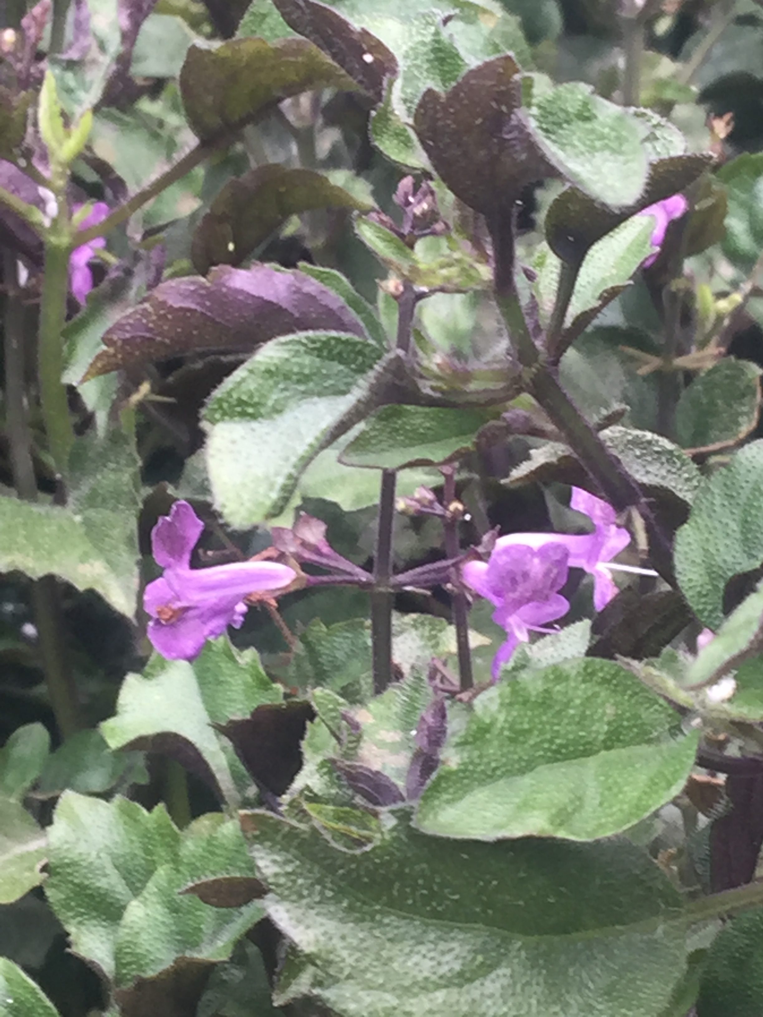 Mona Lavender Swedish Ivy Vinland Valley Nursery