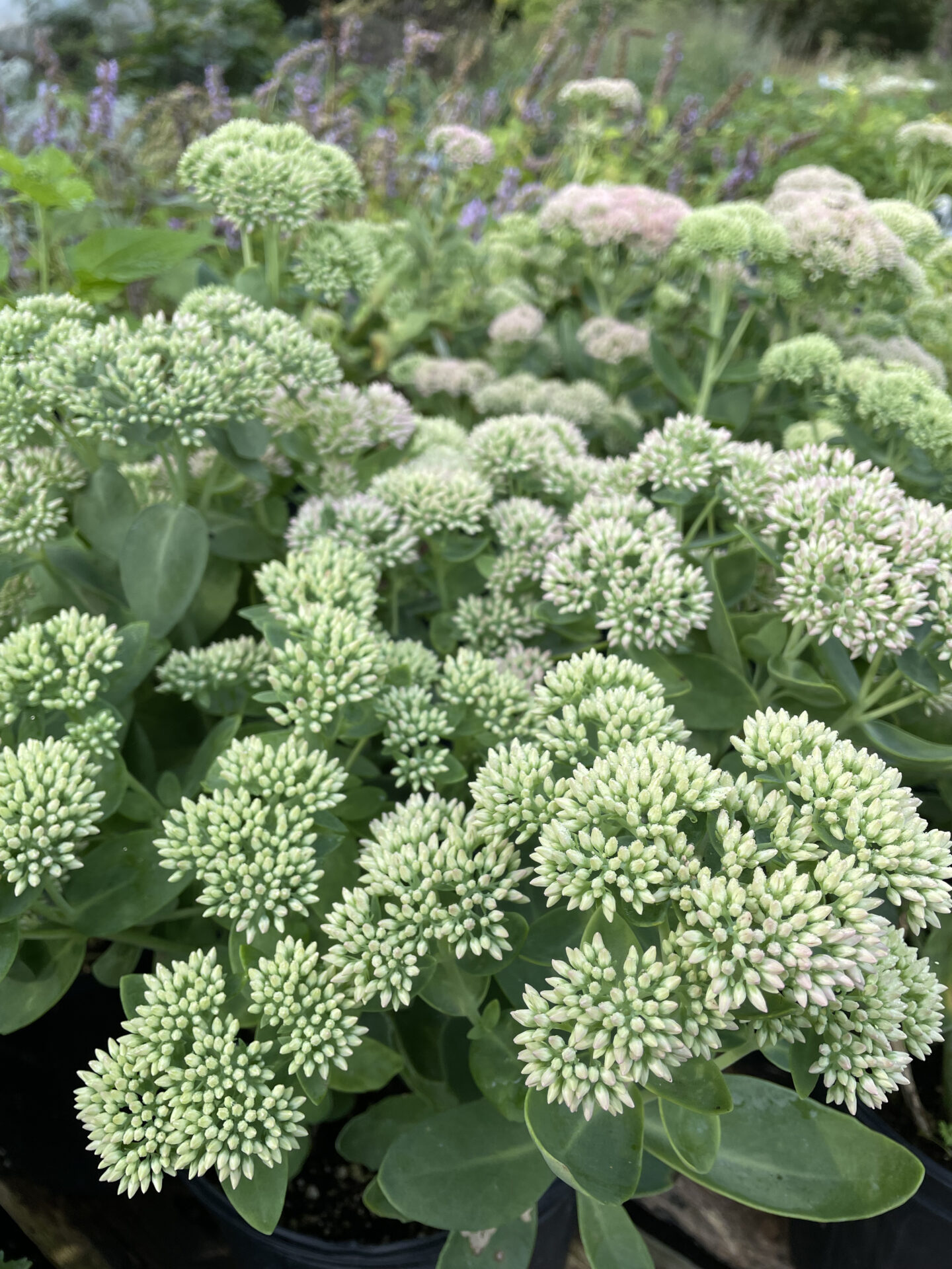 Sedum 'Autumn Joy' Vinland Valley Nursery