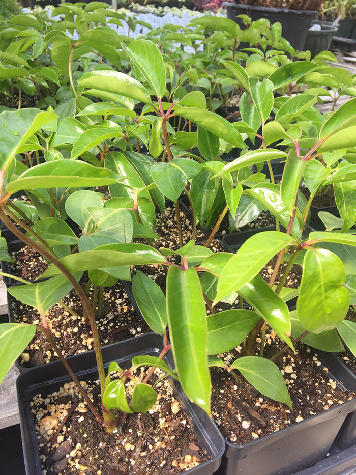 Australia umbrella tree - Vinland Valley Nursery