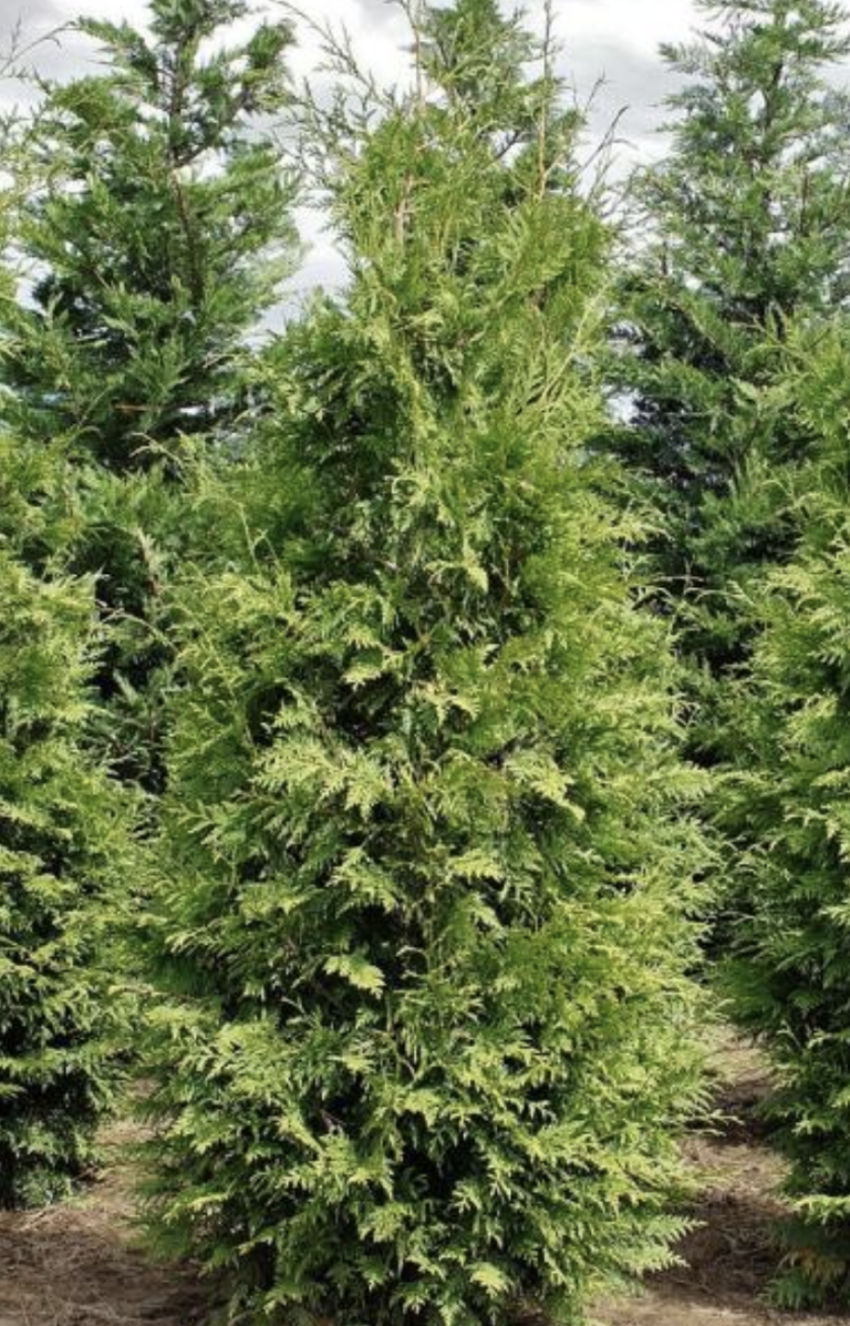 'Green Giant' arborvitae - Vinland Valley Nursery