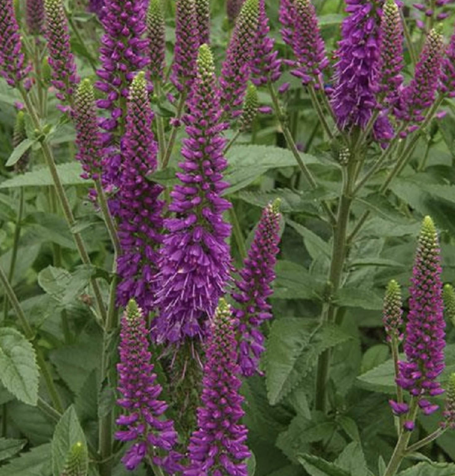 'First Match' speedwell - Vinland Valley Nursery